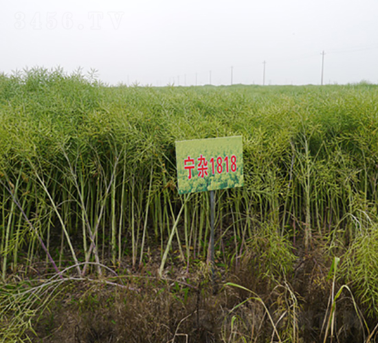 寧雜1818-油菜種子-中禾種業(yè)