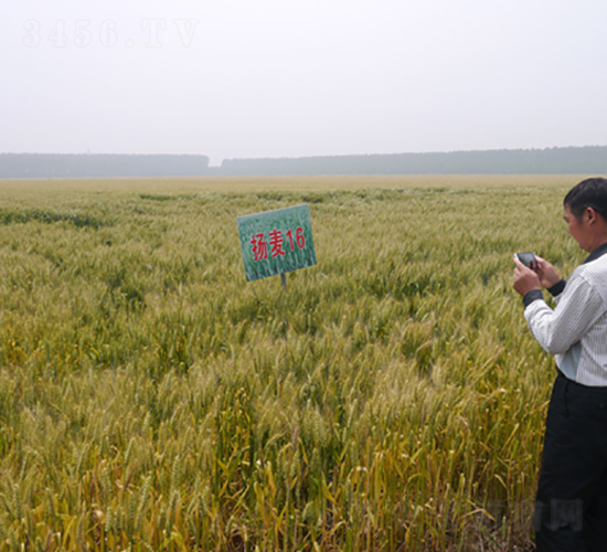 揚(yáng)麥16號-小麥種子-中禾種業(yè)