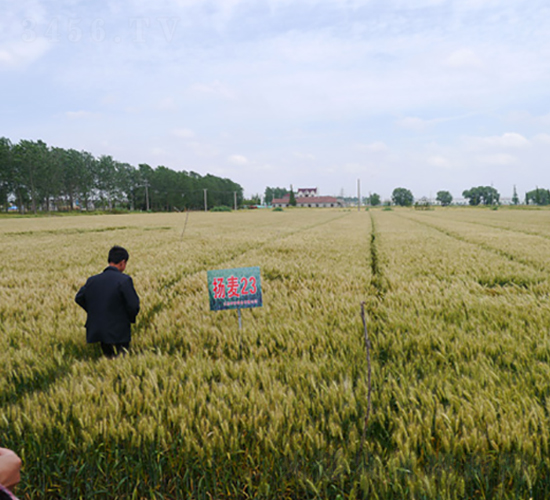 揚(yáng)麥23-小麥種子-中禾種業(yè)