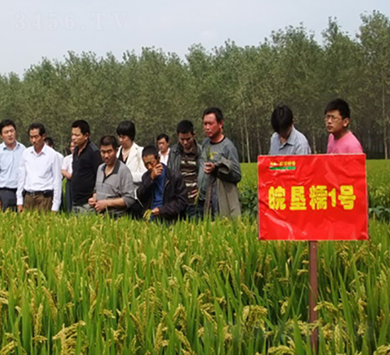 皖墾糯1號(hào)-水稻種子-中禾種業(yè)