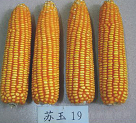 蘇玉19號-玉米種子-中禾種業(yè)