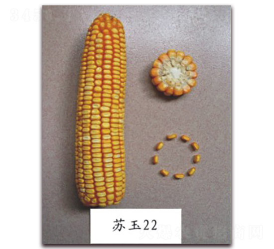 蘇玉22號-玉米種子-中禾種業(yè)