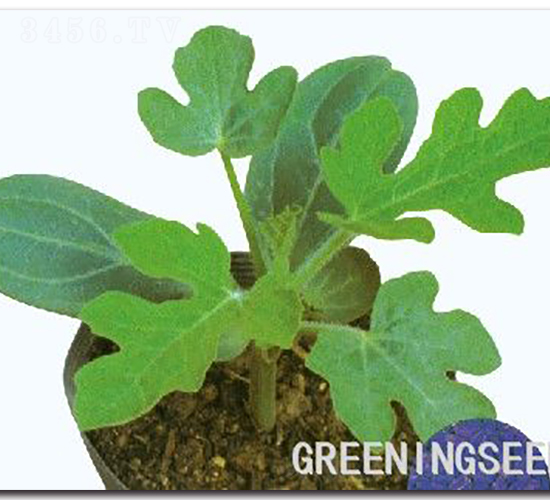 ��܊-��ľ�N��-����