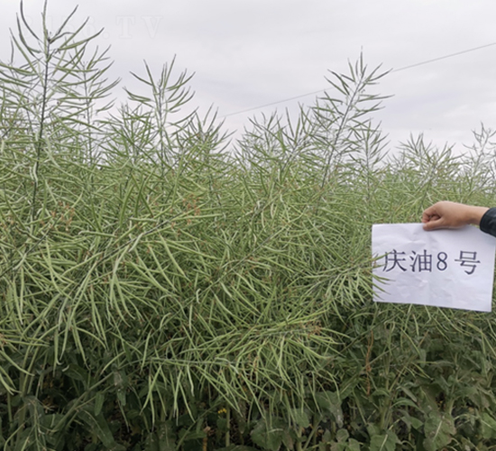 �c��8̖(h��o)-�Ͳ˷N��-��һ�N�I(y��)