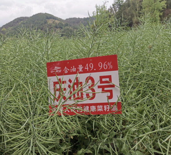 慶油3號(hào)-油菜種子-中一種業(yè)