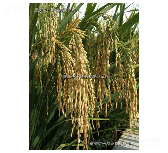 Q優(yōu)5號-水稻種子-中一種業(yè)