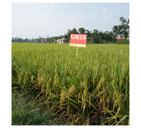 Q優(yōu)28號-水稻種子-中一種業(yè)