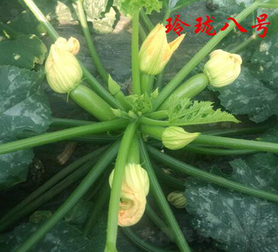 �ᭇ��̖(h��o)-�����J�N��-�r(n��ng)���r(n��ng)�I(y��)