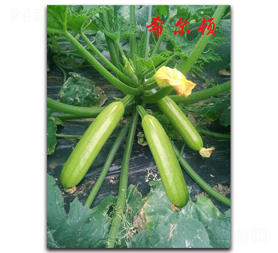 ϣ���D-�����J�N��-�r(n��ng)���r(n��ng)�I(y��)