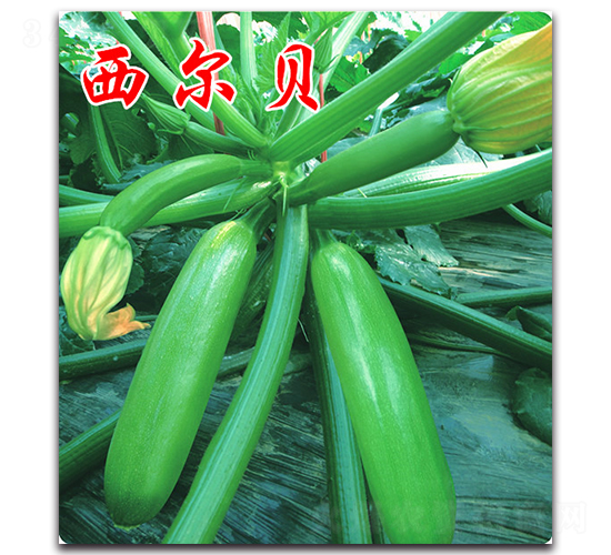 ����ؐ-�����J�N��-�r(n��ng)���r(n��ng)�I(y��)