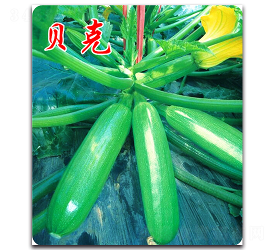 ؐ��-�����J�N��-�r(n��ng)���r(n��ng)�I(y��)