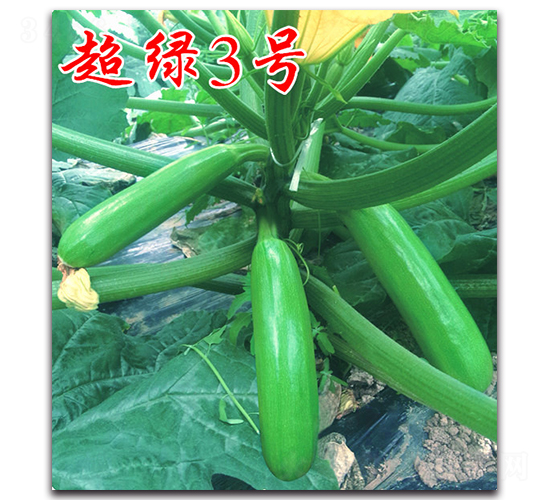 ���G3̖-�����J�N��-�r(n��ng)���r(n��ng)�I(y��)