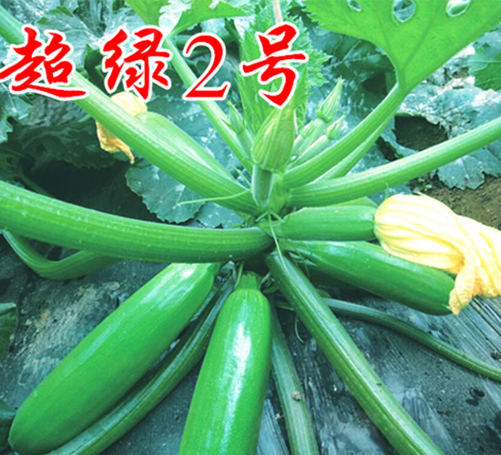 ���G2̖(h��o)-�����J�N��-�r(n��ng)���r(n��ng)�I(y��)