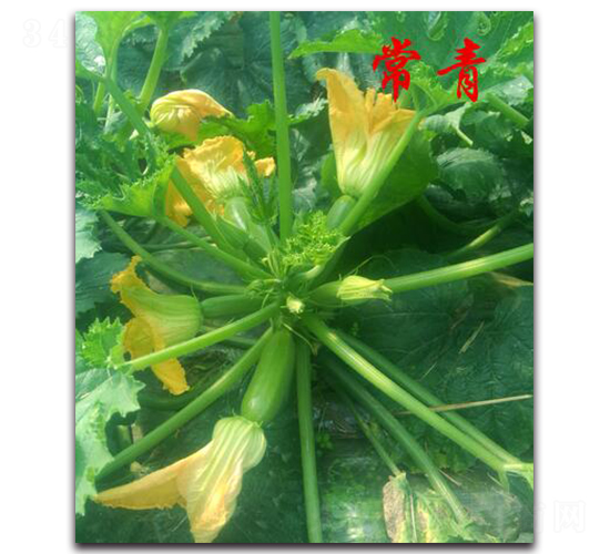 ����-�����J�N��-�r(n��ng)���r(n��ng)�I(y��)