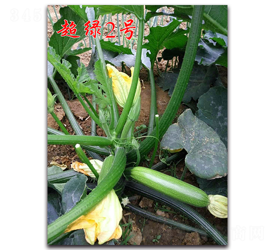 ���G2̖(h��o)-�͟������J�N��-�r(n��ng)���r(n��ng)�I(y��)