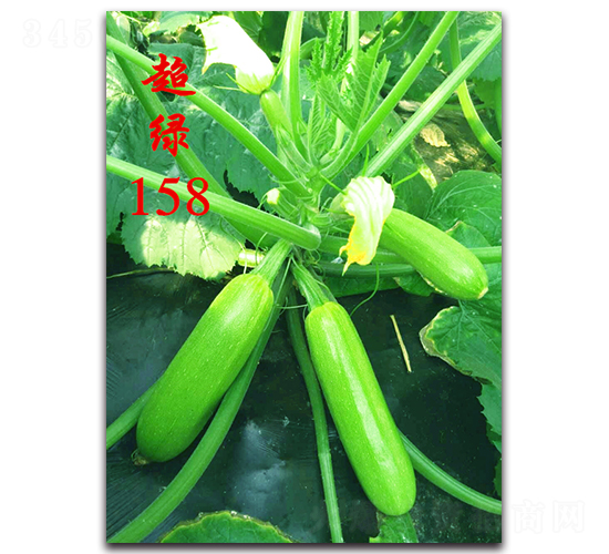 ���G158-�����������J�N��-�r(n��ng)���r(n��ng)�I(y��)