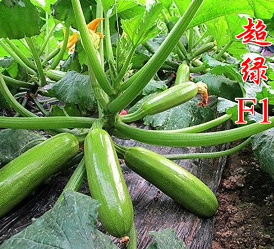 ���GF1-�����J�N��-�r���r�I(y��)