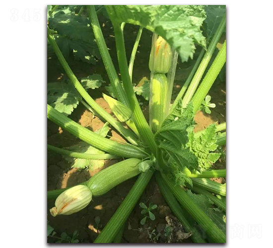 ���G3̖-���ӿ����������J-�r(n��ng)���r(n��ng)�I(y��)