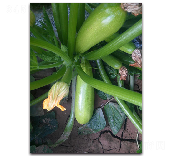 Խ���ͺ������J�N��-�r(n��ng)���r(n��ng)�I(y��)