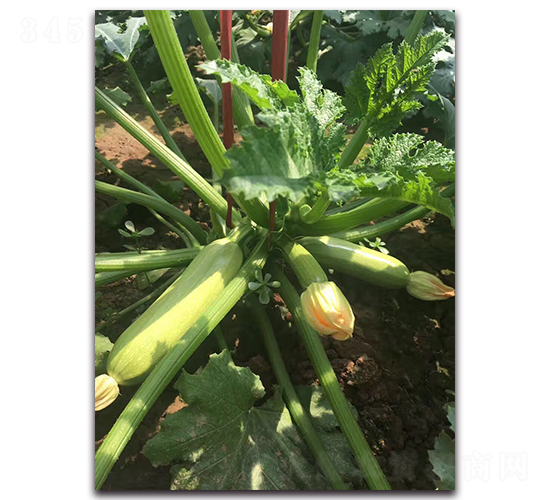 ���G3̖-�͟��ͺ����������J�N��-�r(n��ng)���r(n��ng)�I(y��)