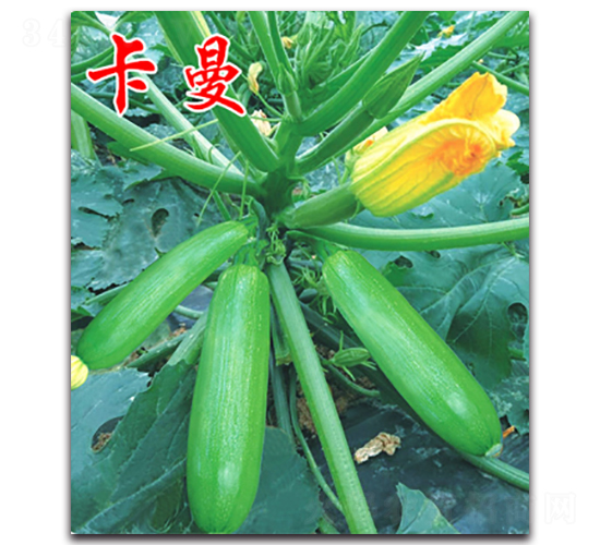 ����-�����J�N��-�r(n��ng)���r(n��ng)�I(y��)