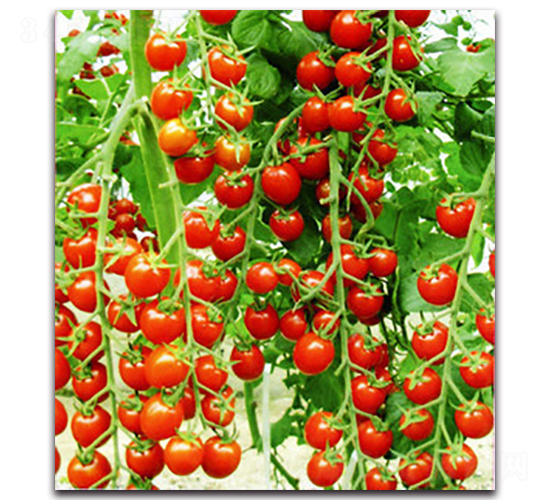 ����ʺ�2̖-���ѷN��-�r(n��ng)���r(n��ng)�I(y��)