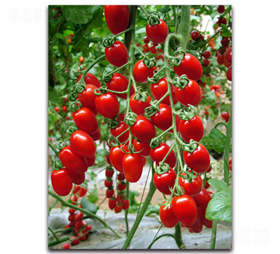 ����ʺ�1̖(h��o)-���ѷN��-�r(n��ng)���r(n��ng)�I(y��)