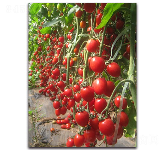 �����F��2̖-���ѷN��-�r(n��ng)���r(n��ng)�I(y��)