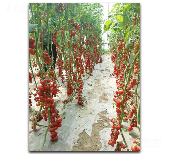 珍珠貴妃F1-番茄種子-農人農業(yè)