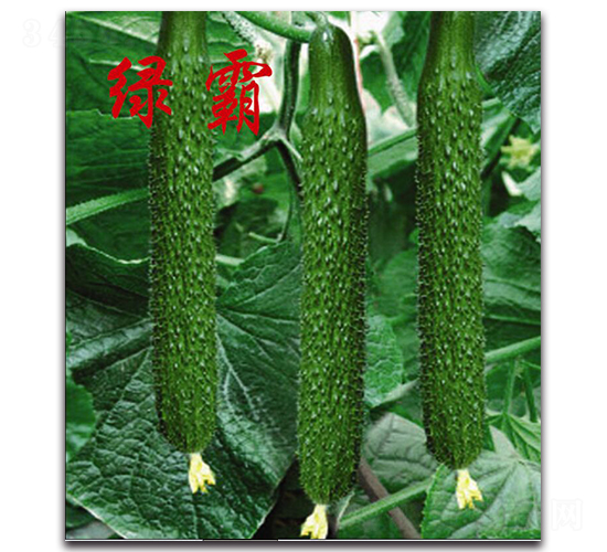 �G��-�S�ϷN��-�r(n��ng)���r(n��ng)�I(y��)