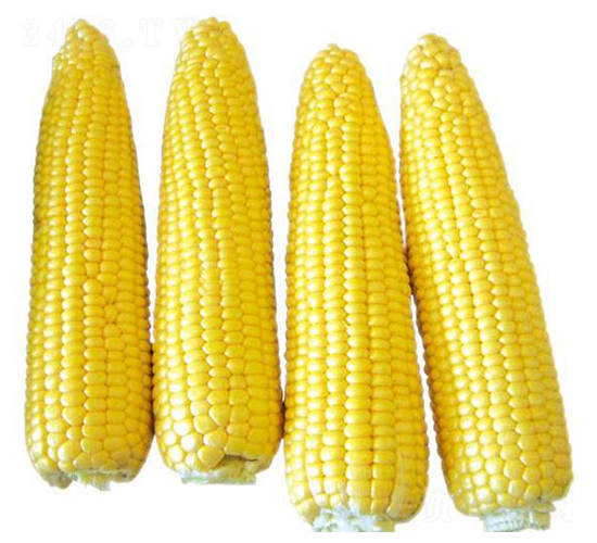 超甜玉米700-玉米種子-中創(chuàng)智豐