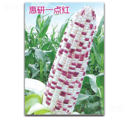 惠妍一點紅-玉米種子-中創(chuàng)智豐