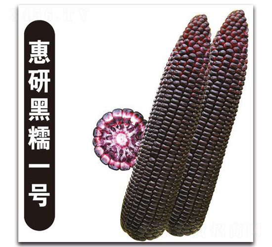 惠研黑糯一號-糯玉米種子-中創(chuàng)智豐