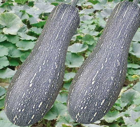 金密本南瓜-南瓜種子-中創(chuàng)智豐