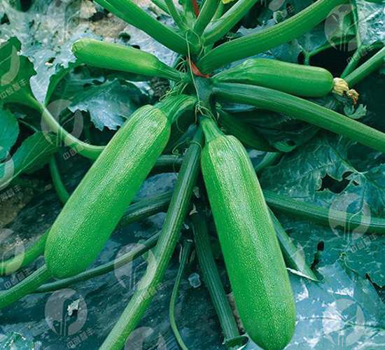 中創(chuàng)冬美-西葫蘆種子-中創(chuàng)智豐