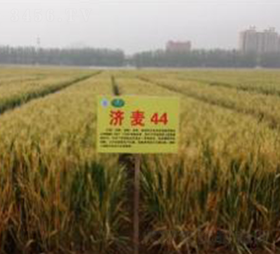 ��(j��)��44-С���N��-�����r(n��ng)�I(y��)