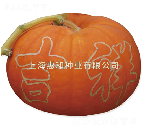 巨福-南瓜種子-惠和種業(yè)