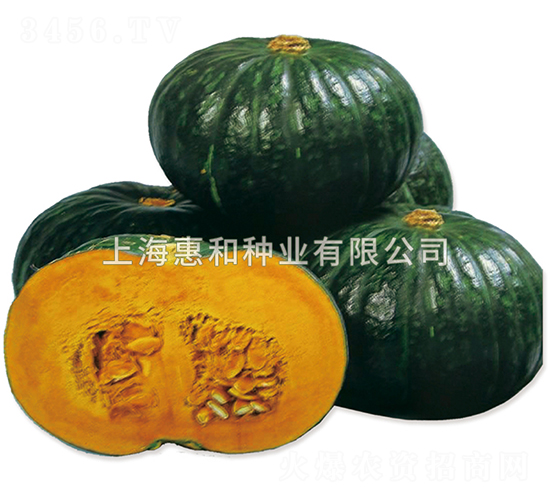 味皇-南瓜種子-惠和種業(yè)