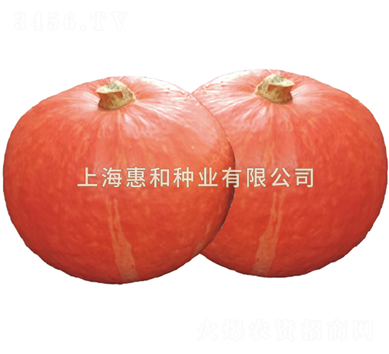 丹丹-南瓜種子-惠和種業(yè)
