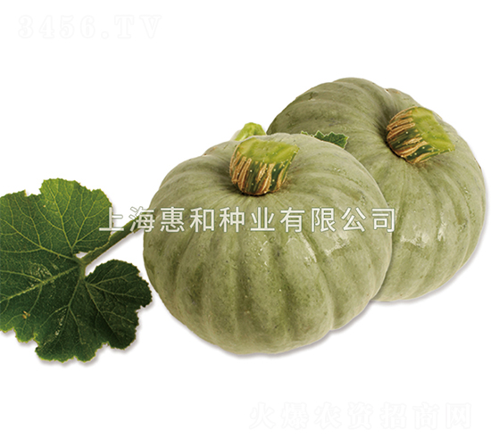 銀星-南瓜種子-惠和種業(yè)