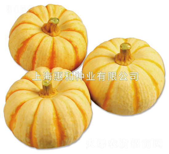 桔瓜-南瓜種子-惠和種業(yè)