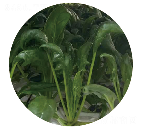 莎玟-菠菜種子-惠和種業(yè)