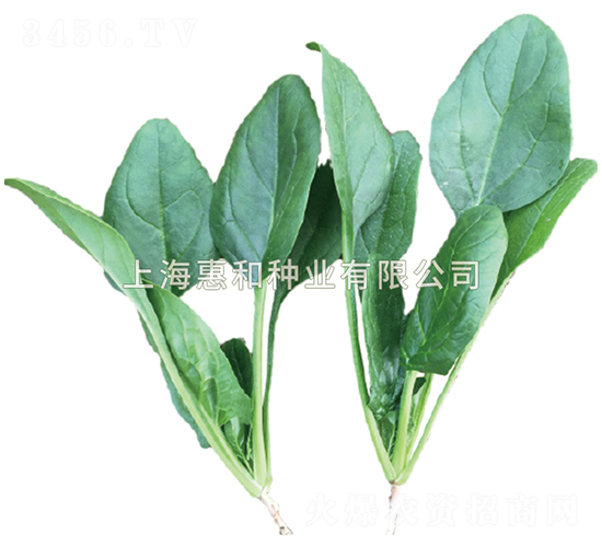 惠菠二號-菠菜種子-惠和種業(yè)