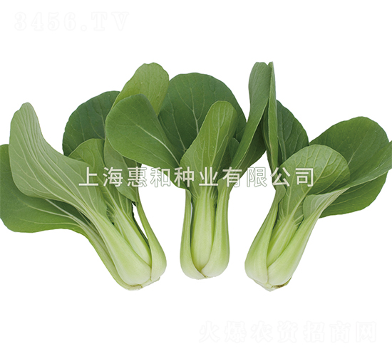 С����̖(h��o)-��˷N��-�ݺͷN�I(y��)