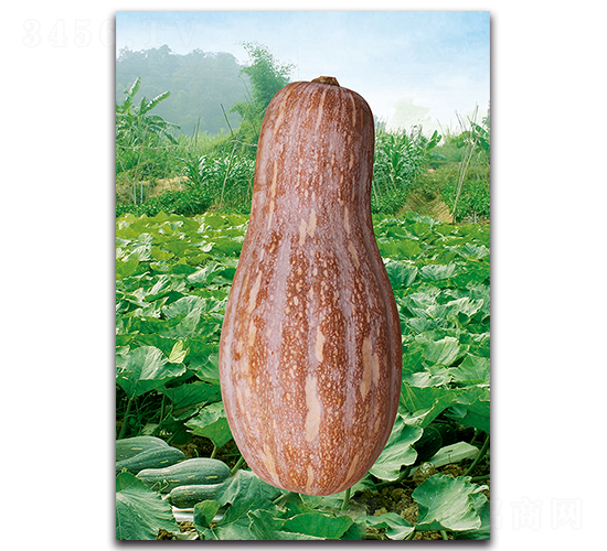 ���۶�̖-�ϹϷN��-�������r(n��ng)�I(y��)