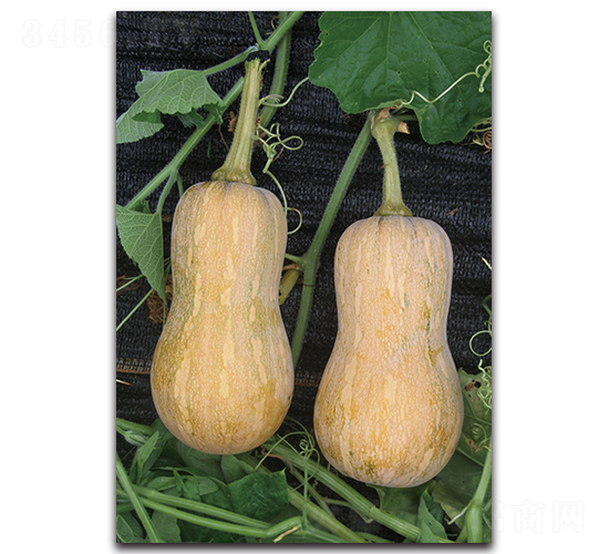 ����һ̖-�ϹϷN��-�������r�I(y��)