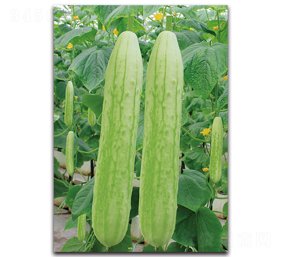 �߈@ʮ��̖(h��o)-�S�ϷN��-�������r(n��ng)�I(y��)