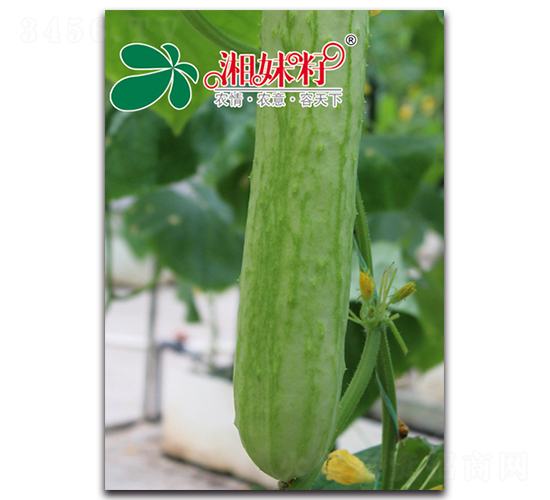 �߈@��̖-�S�ϷN��-�������r(n��ng)�I(y��)