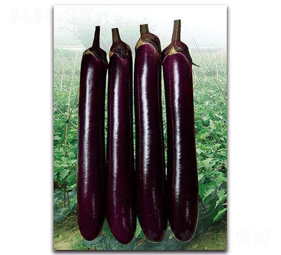 �ϼt�L(zh��ng)��-���ӷN��-�������r(n��ng)�I(y��)