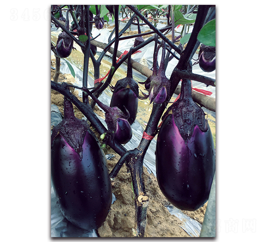 �ϼt�A��-���ӷN��-�������r(n��ng)�I(y��)